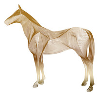 ��ɫ������������չʾ