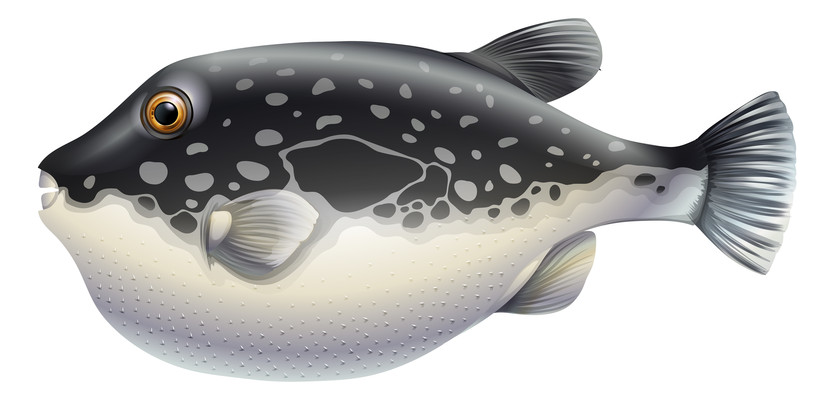 卡通小飞鱼 卡通小飞鱼