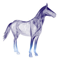 ��ɫ������������չʾ