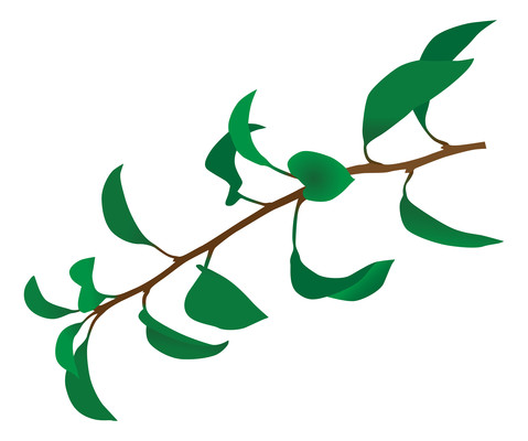 ��ͨ��ɫҶ��Ԫ��