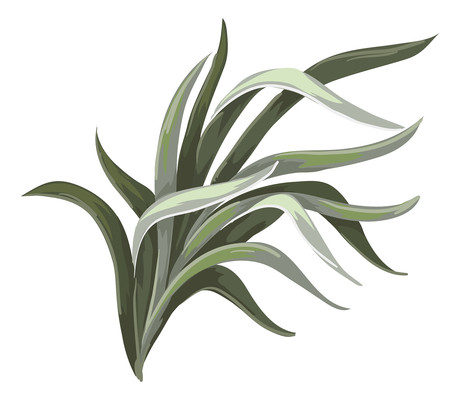 绿色植物 PNG