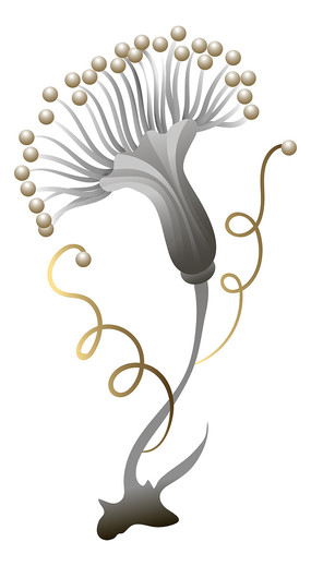 ջֲ