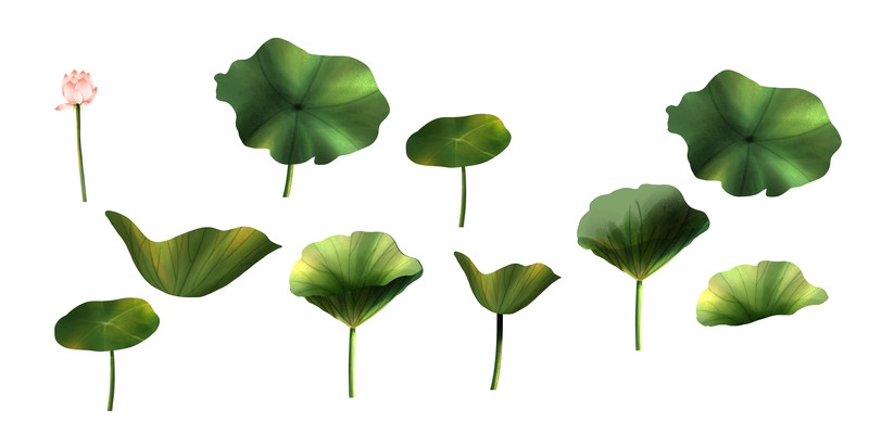 手绘卡通植物荷花荷叶 PNG