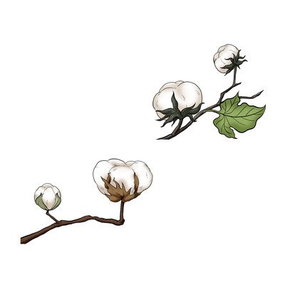 棉花 PNG