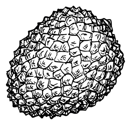 手绘荔枝 PNG