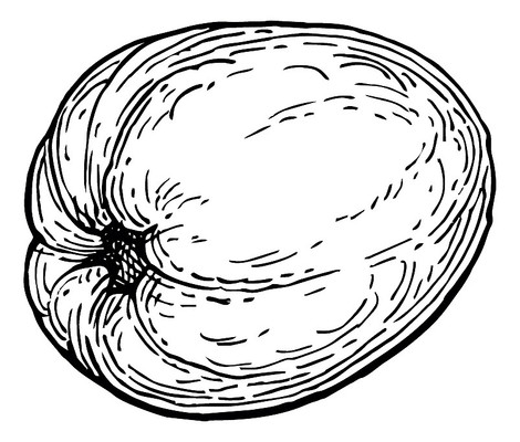 手绘水果 PNG