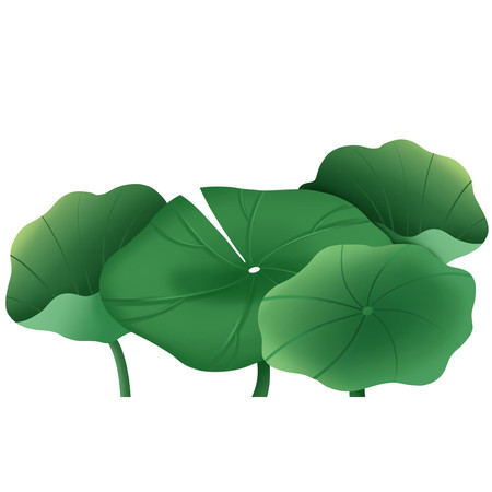 夏季绿植荷叶插画 夏季绿植荷叶插画