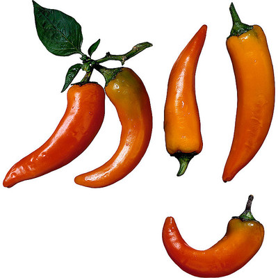 美味的辣椒 美味的辣椒