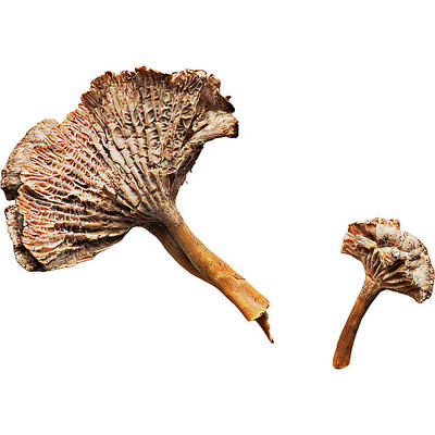 ��ζ��Ģ�� PNG