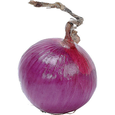 美味的洋葱 美味的洋葱