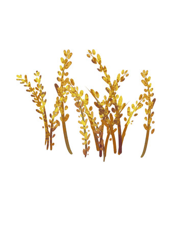 秋天饱满小麦田 PNG