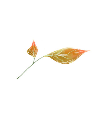 细枝褐红色树叶 PNG