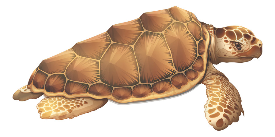 ��ɫ�Ϻ���