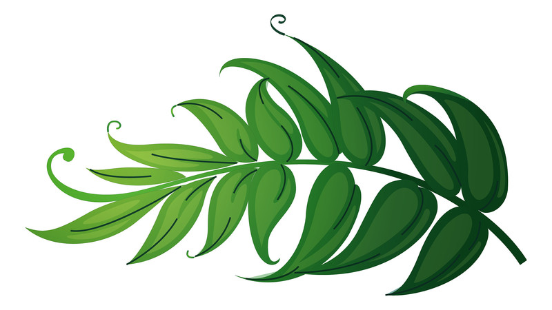 ��ͨ��������ɫֲ��