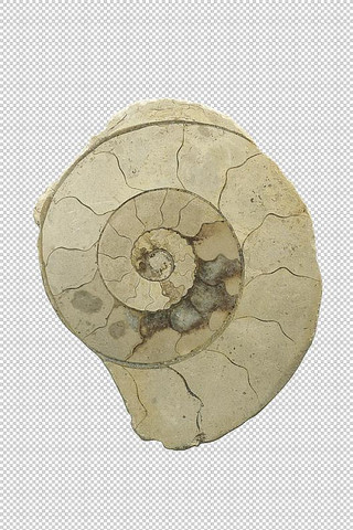 ������Ԫ��