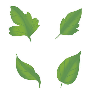 ��ɫֲ����ҶҶƬ