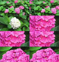 ��ֲʵ���ز�