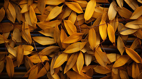 ��ɫ��Ҷ����