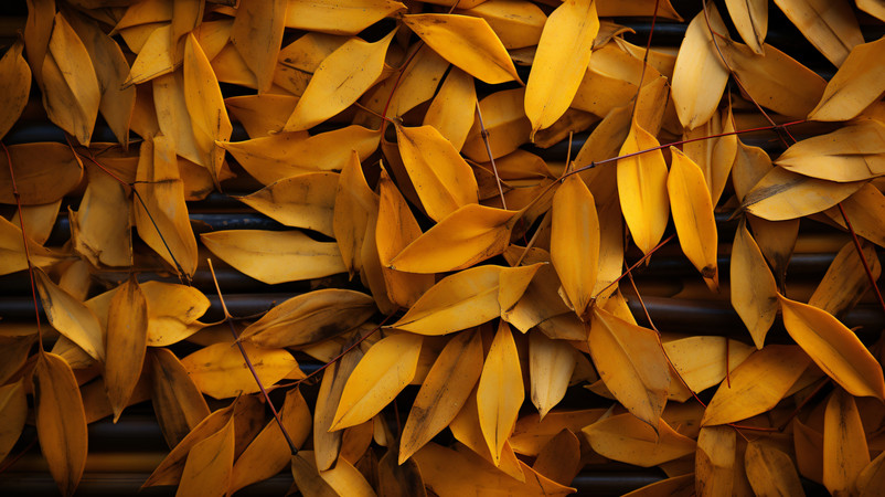 ��ɫ��Ҷ����