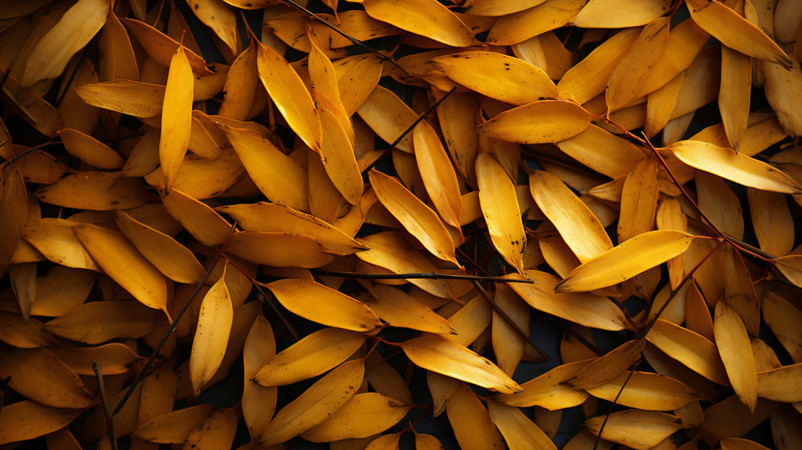 ���Ҷ�ӱ���