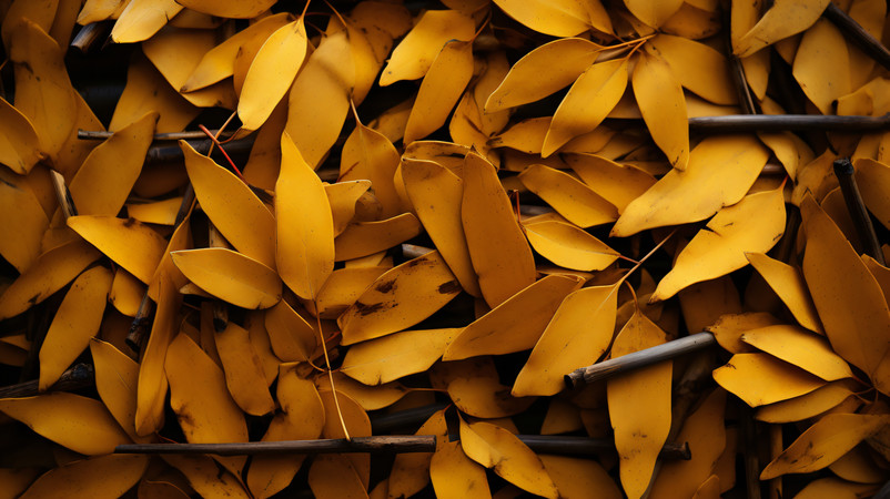 ���Ҷ�ӱ���