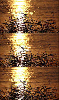 ʵ����Ƶ�ز�«έ