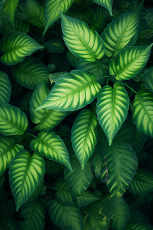 ֲ��Ҷ���ز� PNG