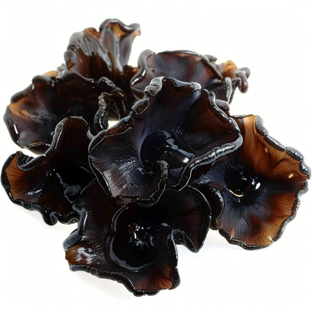 新鲜的木耳 新鲜的木耳