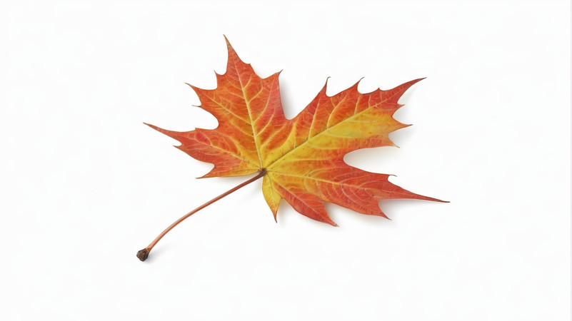 ��ɫ�����������ҶͼƬ PNG