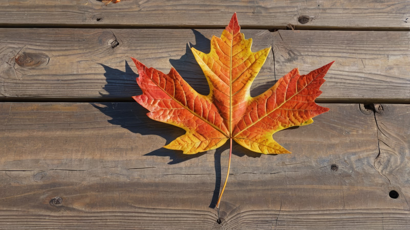 Ұ�������շ�ҶͼƬ PNG