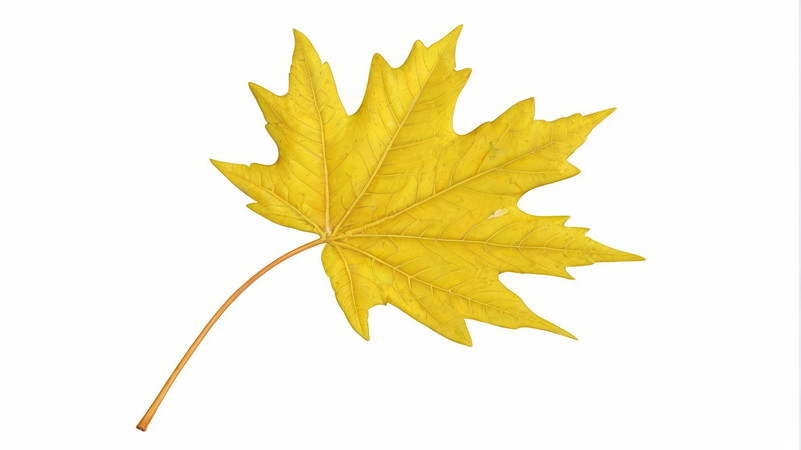 Ҷ����ֲ��Ԫ��ͼƬ PNG