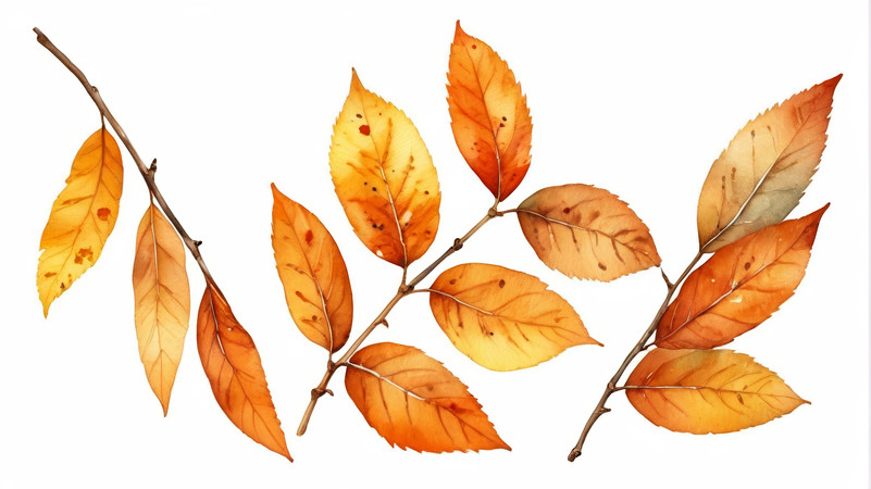 һ������ˮ����֦������ɫ����ͼƬ PNG