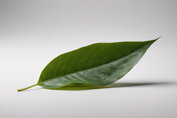 ��ɫ�����ϵ���Ҷ����ͼƬ PNG