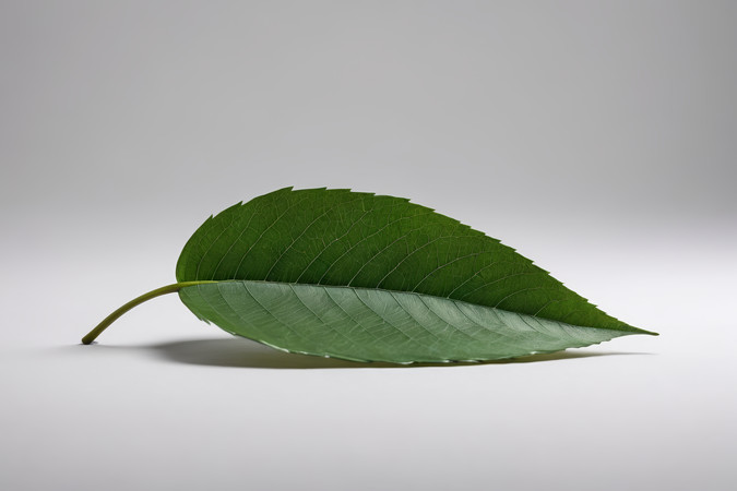 白色背景上的绿叶高清图片 白色背景上的绿叶高清图片