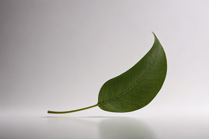 ��ɫ�����ϵ���Ҷ����ͼƬ PNG