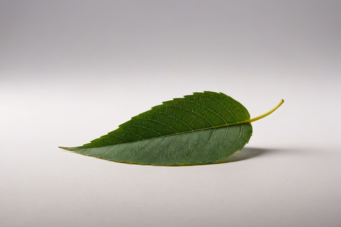 ��ɫ�����ϵ�Ҷ�Ӹ���ͼƬ PNG