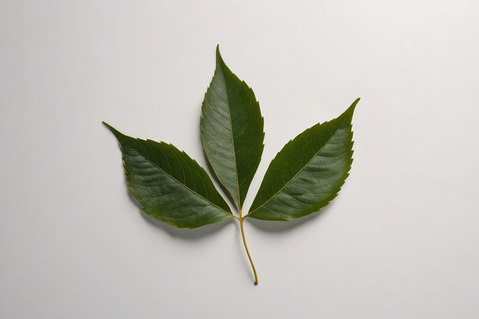 ��ɫ�����ϵ�Ҷ�Ӹ���ͼƬ PNG