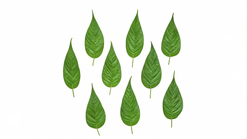 ��ɫҶ�ӹ�����ɫ����ͼƬ PNG