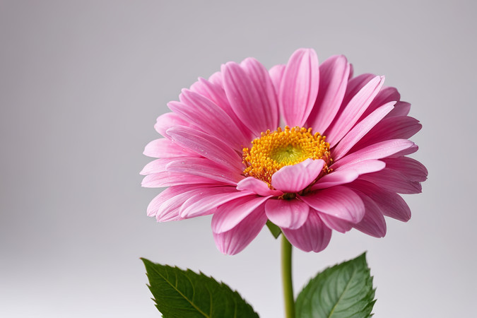 һ��ۺ�ɫ�Ļ���ɫ������ɫ��Ҷ�Ӹ���ͼƬ