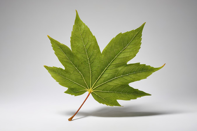 һƬ�׵׵�Ҷ�Ӹ���ͼƬ PNG