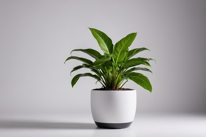 �����ϰ׹����һ��ֲ�����ͼƬ PNG