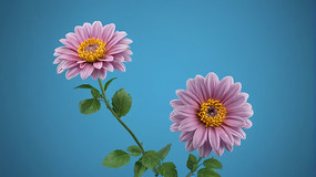 ��������ɫ����ͼƬ