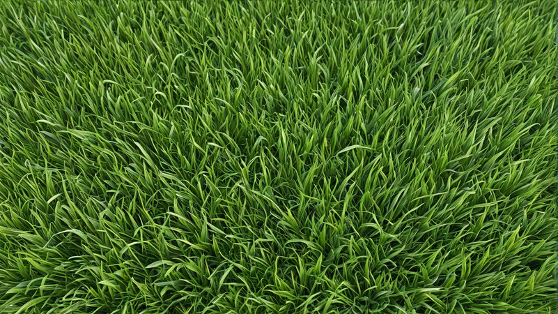 绿草纹理植物元素图片 绿草纹理植物元素图片