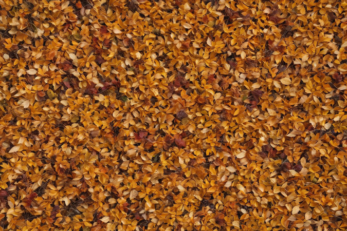 黄色和棕色叶子背景图片 黄色和棕色叶子背景图片