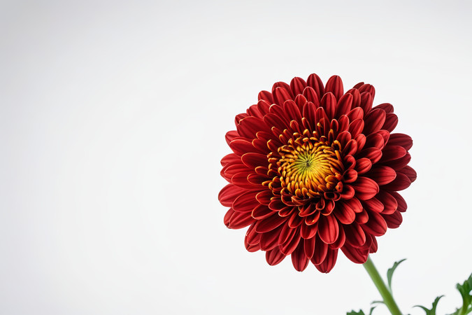 菊白色背景孤立图片 菊白色背景孤立图片