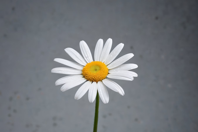 һ���ɫ�����ɫ������ӰͼƬ PNG