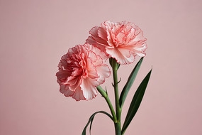 �ۺ�ɫ�����ϵĻ�ƿ��������ۺ�ɫ�Ļ�ͼƬ