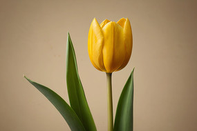 ��ƿ����һ���ɫ��������ͼƬ