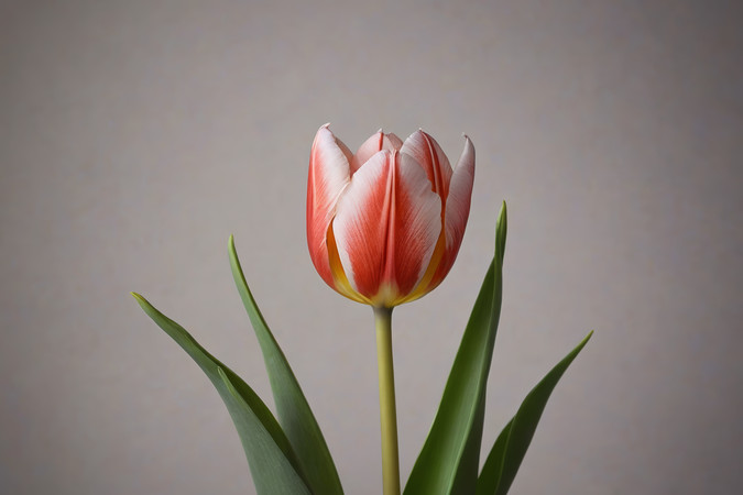 ��ƿ����һ�仨ͼƬ PNG