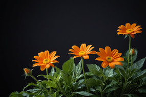 �����ϵĻ�ƿ���г�ɫ�Ļ�ͼƬ